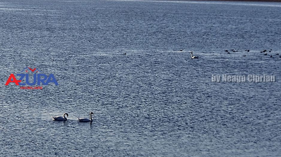 AZURA Imobiliare - Teren Budeasa 250m de Plaja - Poză 19