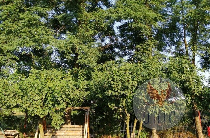 Casa 4 camere, Prejba - Poză 14