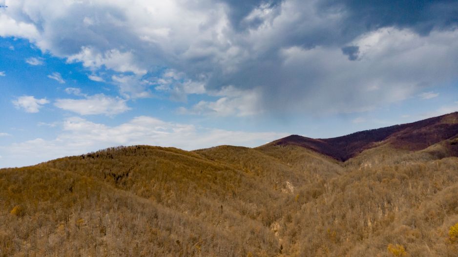 Pădure fag 51 ha în Petriș - Poză 3