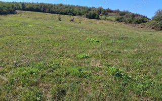 Teren | 3.600 mp | Ariușd | Lângă Olt | 25 km de Brașov - Poză 1