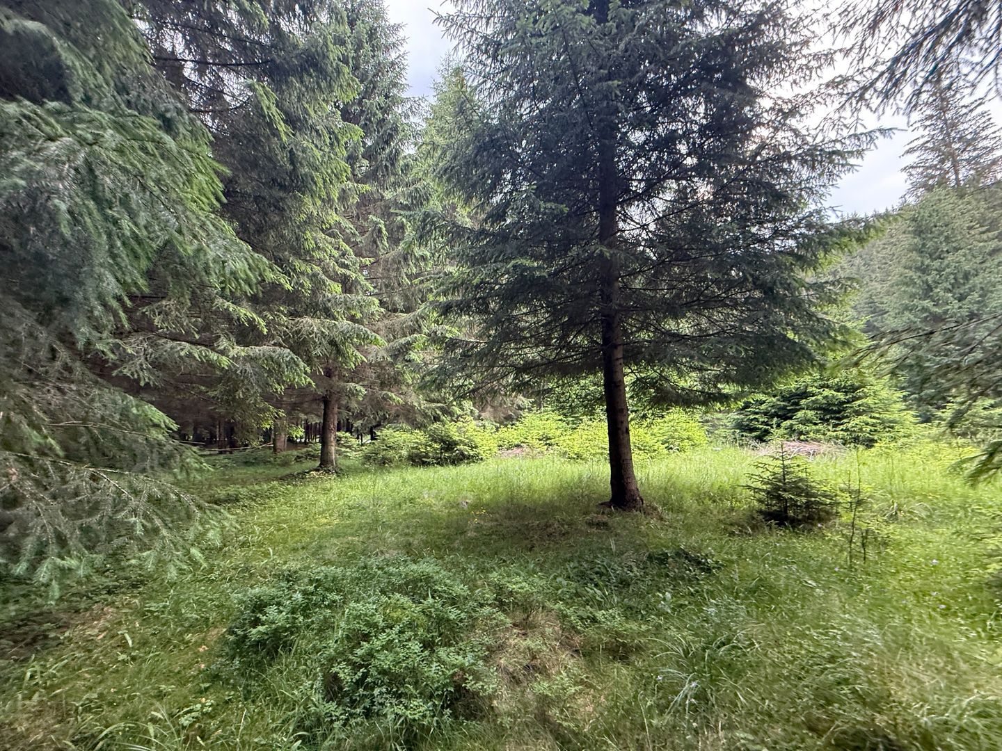 Teren intravilan de vânzare-COMANDAU /COVASNA-2500mp - Poză 1
