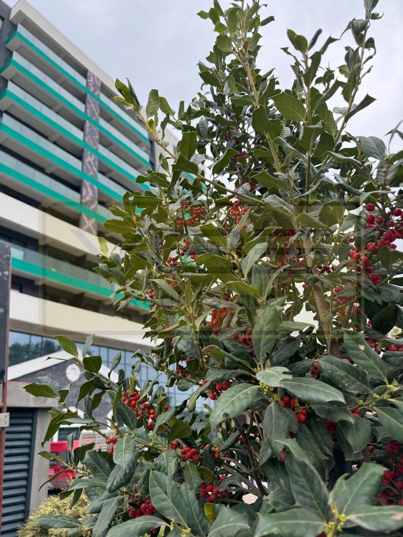 Apartament 1 camera NOU Grand Beetle Tatarasi - Poză 19