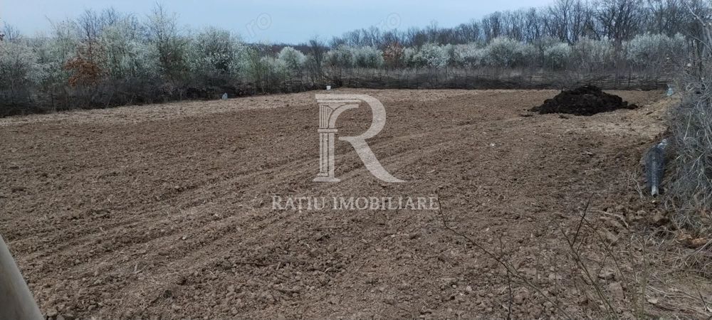 Teren intravilan 888 mp | Front 24 ml | Paleu - Poză 4
