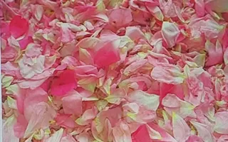TEREN CU PLANTAȚIE DE TRANDAFIRI ,,ROSA DAMASCENA,\ \CARANSEBEȘ\JUD.CS - Poză 14