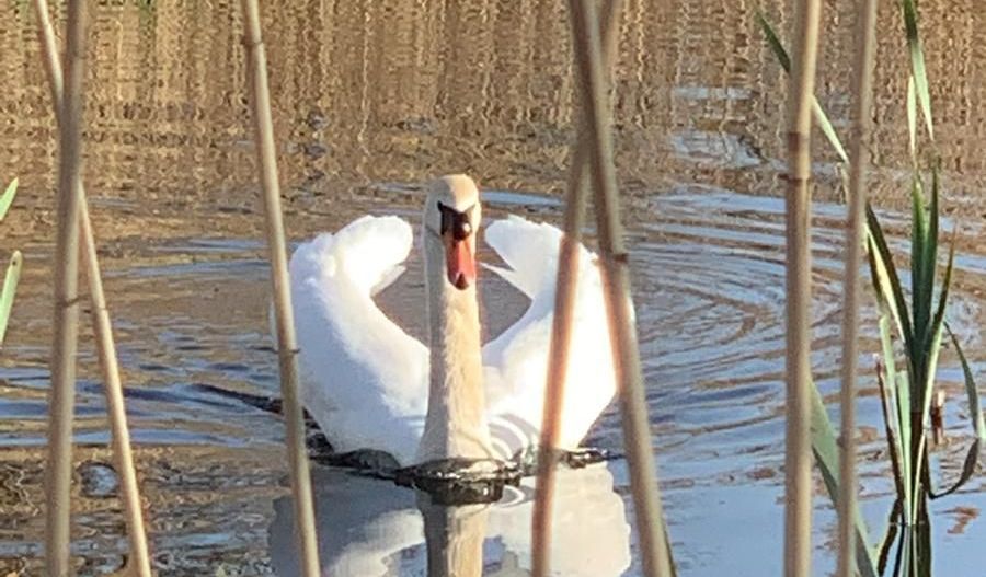 Teren 2000 mp de vânzare – Comana, deschidere la lac, aproape de Parcu - Poză 11