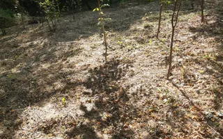 Teren 2240 mp intravilan + casa batraneasca Hintesti-Basangesti - Poză 13