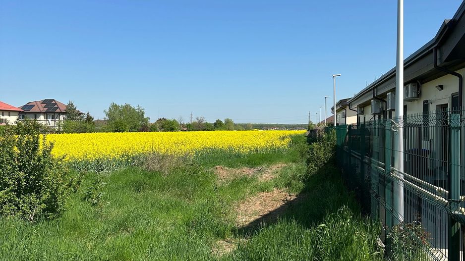 Teren intravilan 26.300 mp Saftica Balotesti-  PUZ în lucru - Poză 15