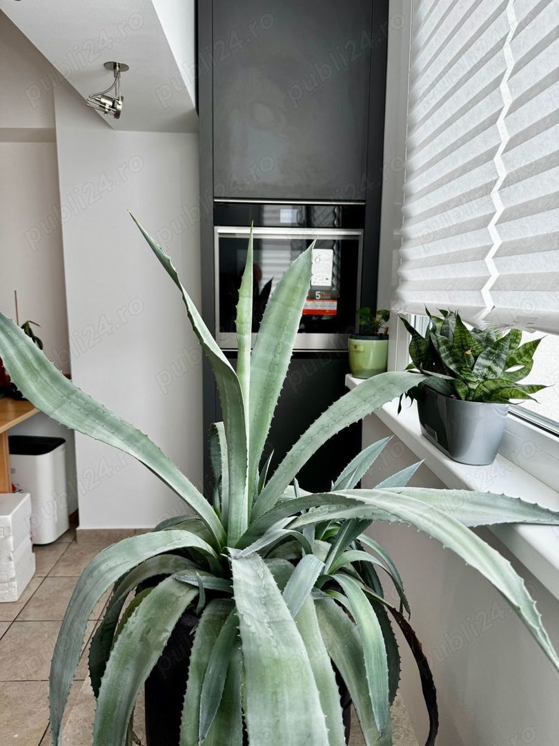 Garsonieră premium 40 mp, zona Arcul de Triumf, vedere spre gradina - Poză 5