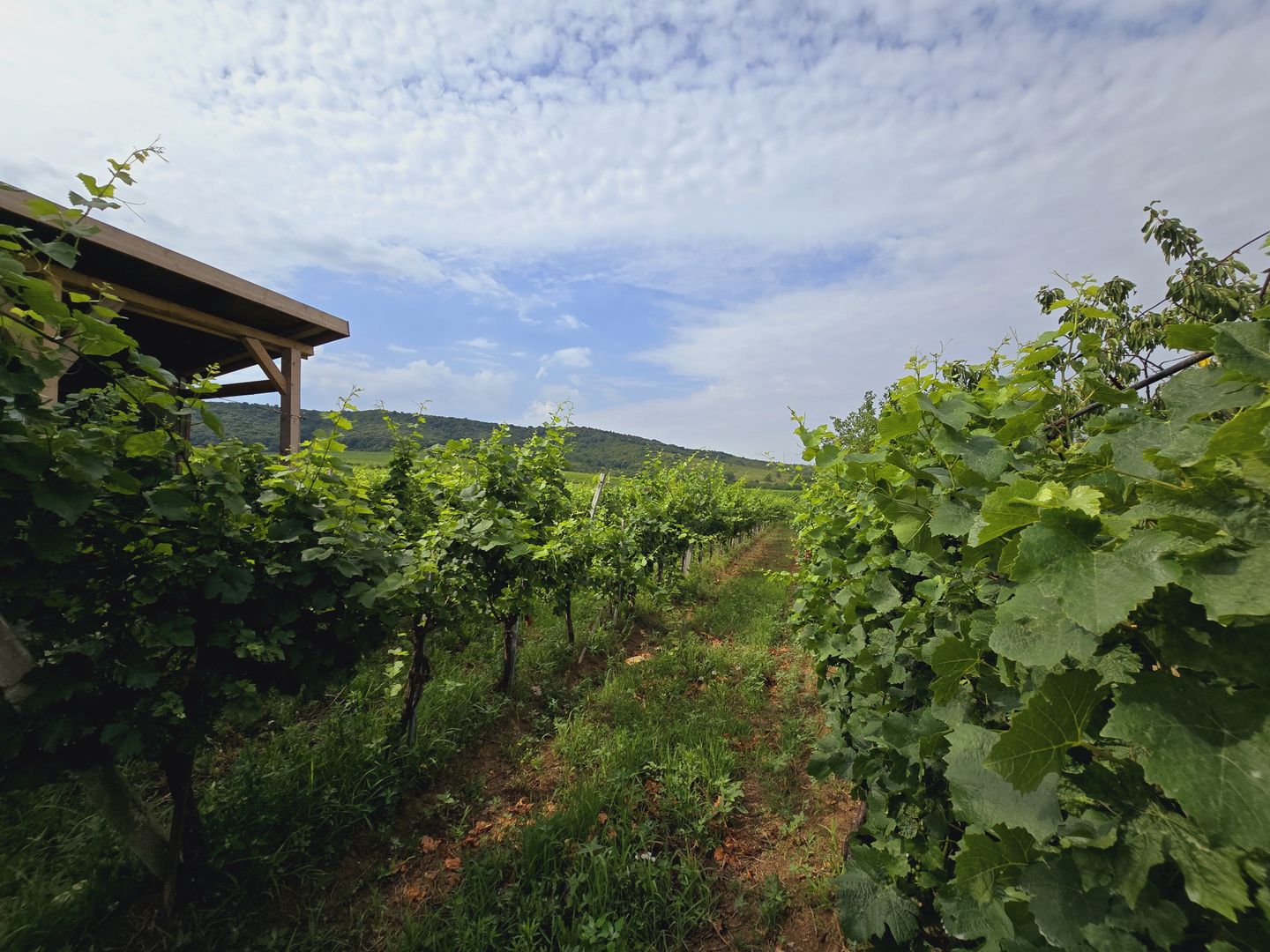 Vie Tradițională „Halta Lupilor” - Poză 10