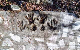 Casa superba, Adunatii Copaceni - Poză 4