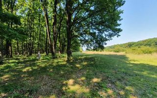 Padure stejar Prahova L328 - Poză 3