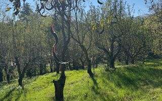 Teren in zona turistica Porumbacu de Sus - Poză 7