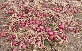 Proprietate cu 60000 mp pamant la pret de apartament - Poză 11