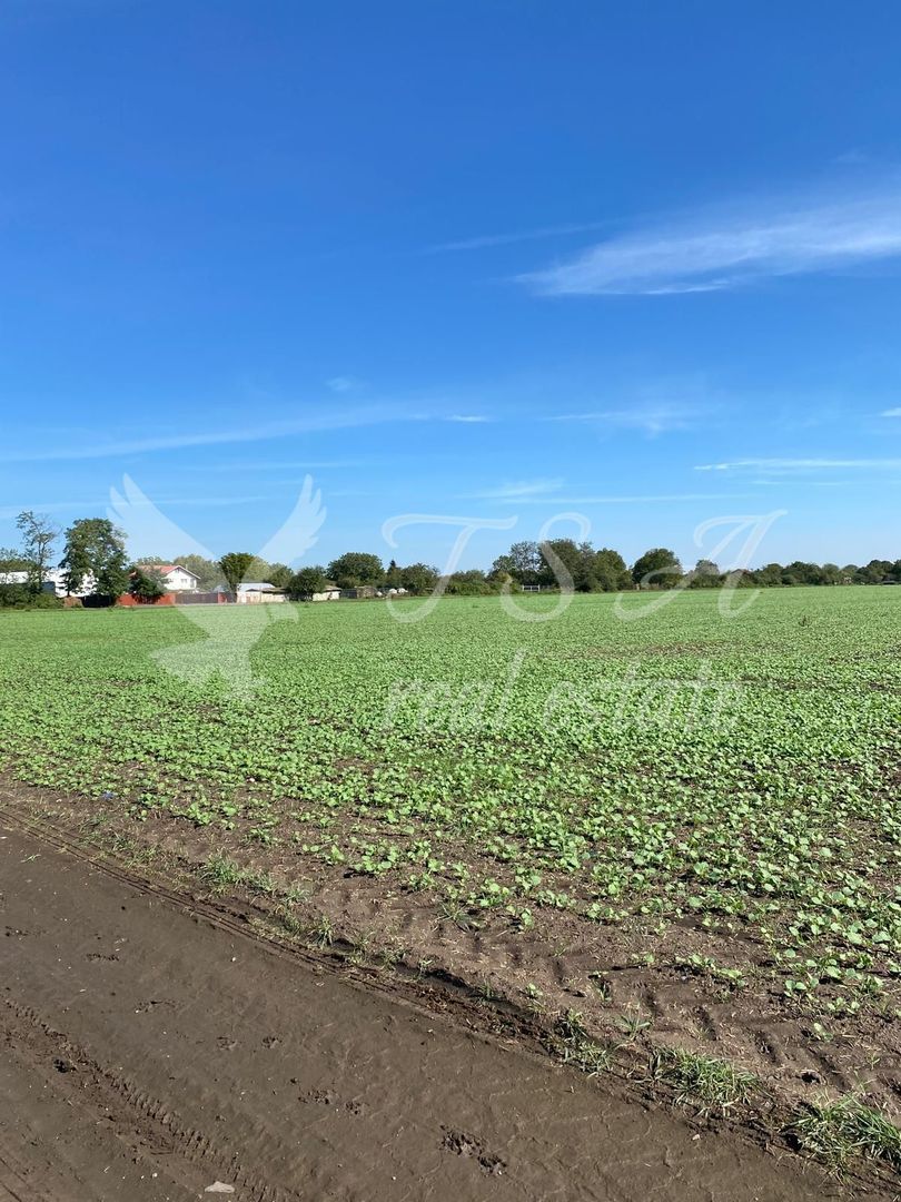 Teren Intravilan 825mp Cu dubla deschidere si Drum de servitute, Dascalu  Ilfov - Poză 7