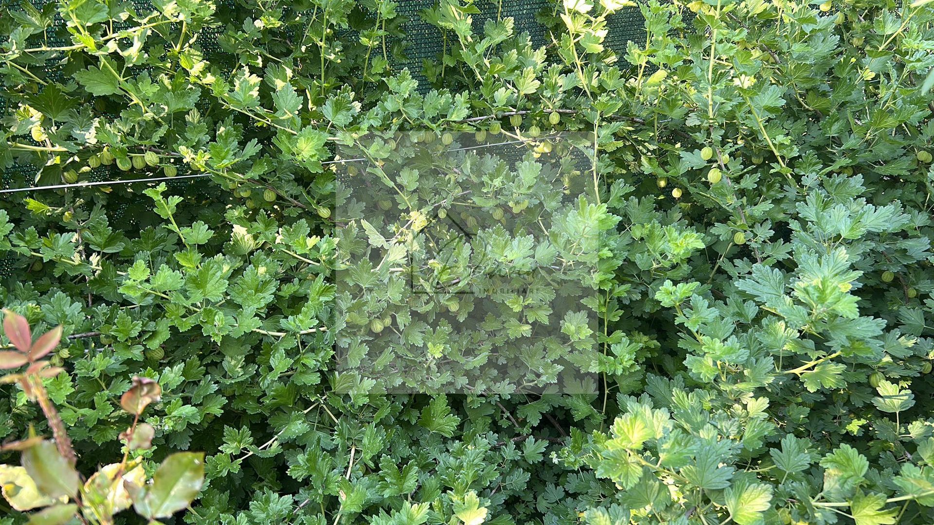 Vila de vanzare in Tunari I Gata de mutat I 4 camere I 5 parcari - Poză 46