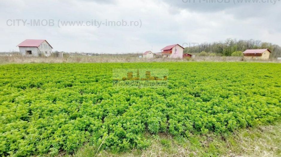 Teren de vanzare Cocani, Crevedia, langa  padure Dambovita - Poză 8