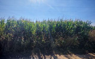 Teren generos | 45 Ari | Utilități în zonă | Deschidere la drum - Poză 1