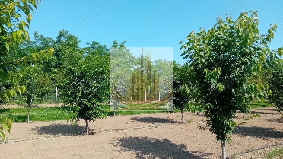 Vand/Schimb Livada Belint 16000mp - Poză 2