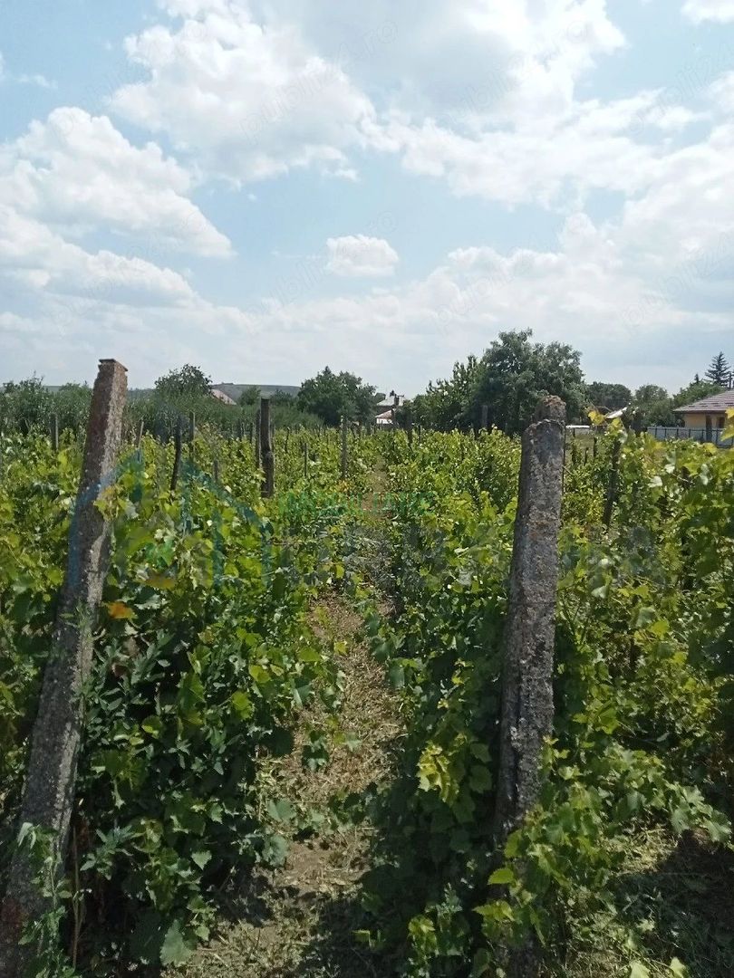 Teren intravilan de vânzare în Războieni, comuna Ion Neculce, Iași - Poză 1
