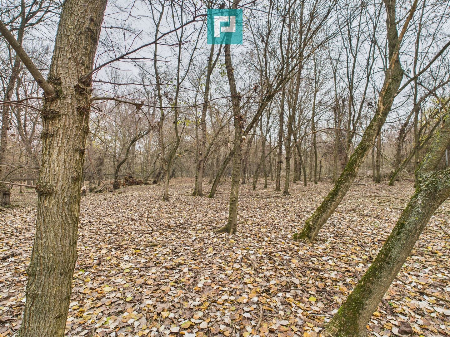 Teren spectaculos la  Periam Port - Poză 3