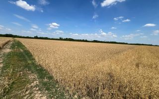 Teren arabil in Nojorid. Investiție sigură la preț excelent - Poză 3