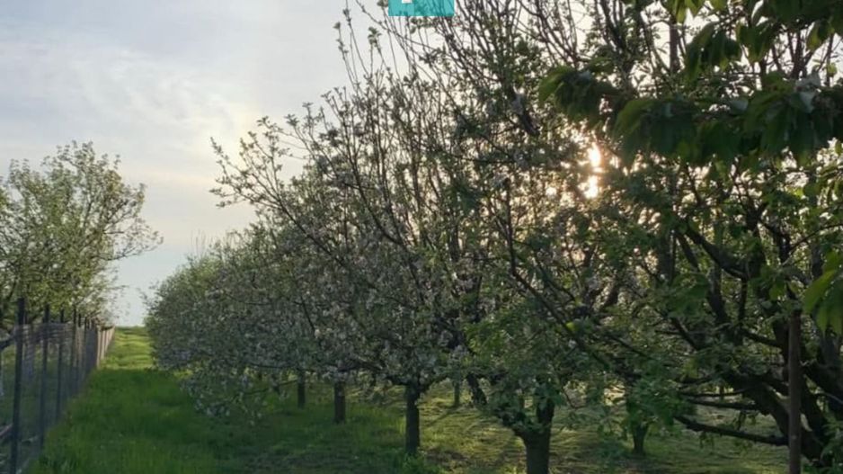 Casă cu 4 camere și teren de 5538 mp în Macea - Poză 21