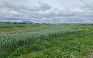 Teren intravilan Stupini front la Calea Feldioarei, DN 13 - Poză 2