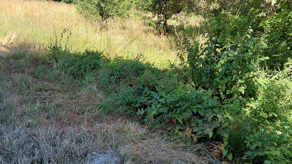 TEREN INTRAVILAN ÎN MARGA-LA DN68 JUD.CARAȘ-SEVERIN - Poză 5