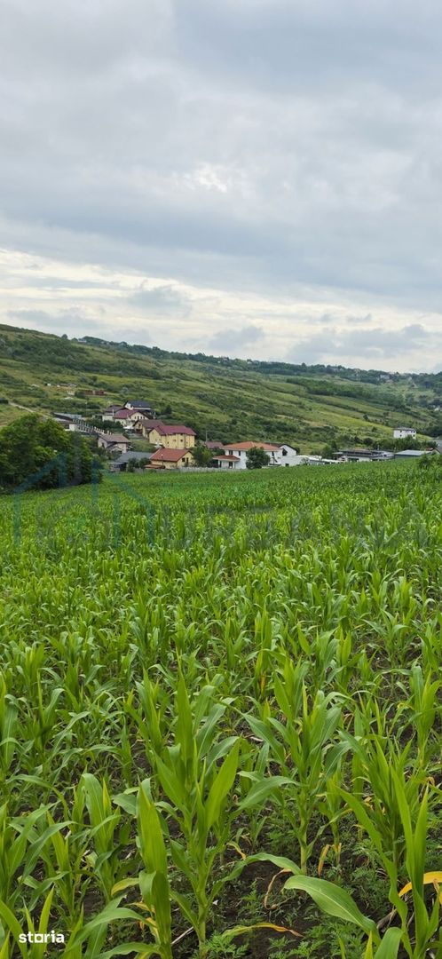 Teren extravilan parcelabil de 9.300 mp în Dorobanți/Aroneanu, aproape de Baza Nautică - Poză 1