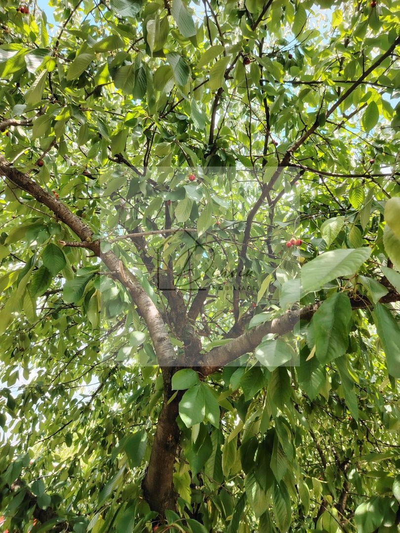 Casa Ciocanesti Cretu - 2 camere cu teren 2539 mp  - Jud. Dambovita - Poză 40