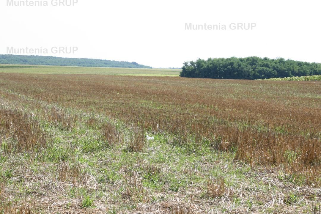 Belciugatele - laga Complexul Turistic Valea Iazurilor, 19720 mp. cu deschidere la balta - Poză 9