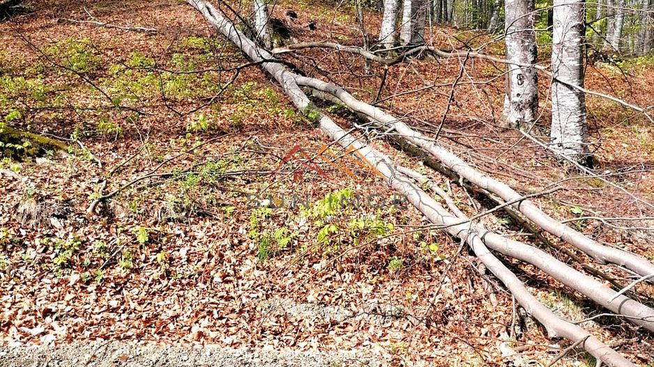 Teren Extravilan 23.000 mp | Valea Doftanei-Secăria | 11 €/mp - Poză 5