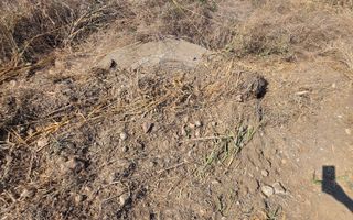 Teren intravilan 5.450 mp – Strada Castanilor, Ciorogârla – zonă rezidențială în - Poză 3