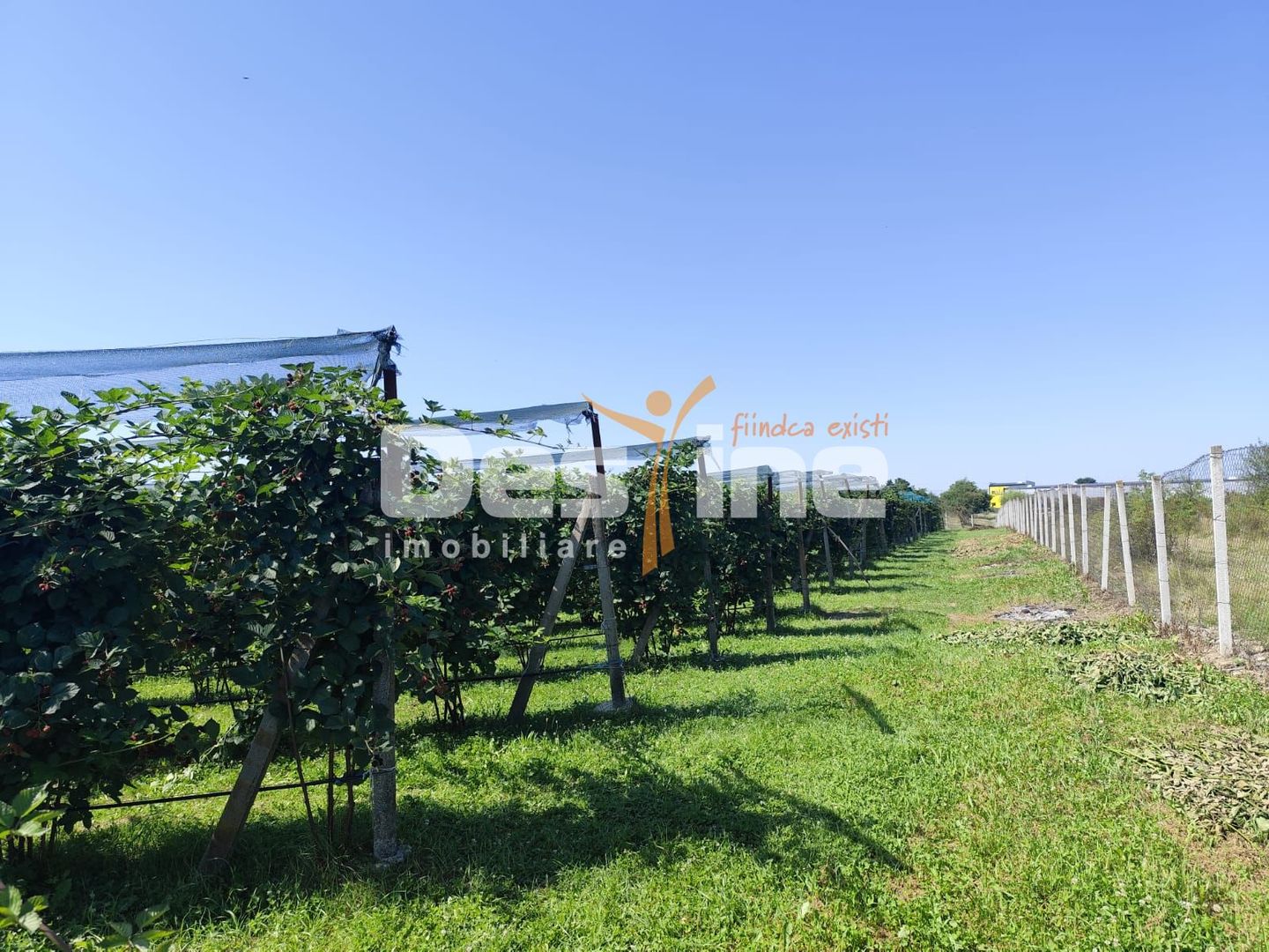 Plantatie de Muri Baicoi 10.000 mp Afacere la cheie! - Poză 8