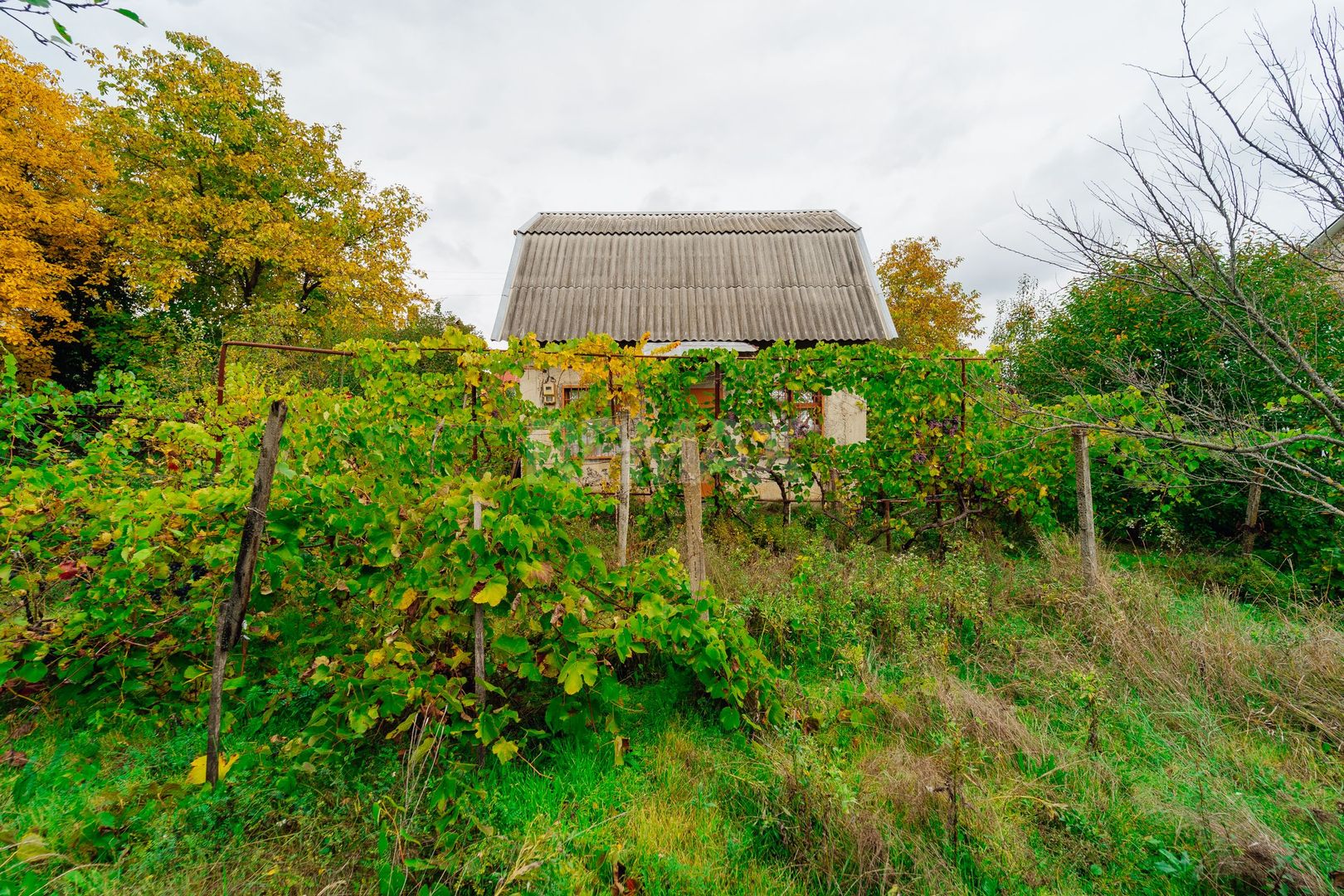 Lot pomicol de 6 ari în Ialoveni, cu construcție auxiliară. - Poză 10