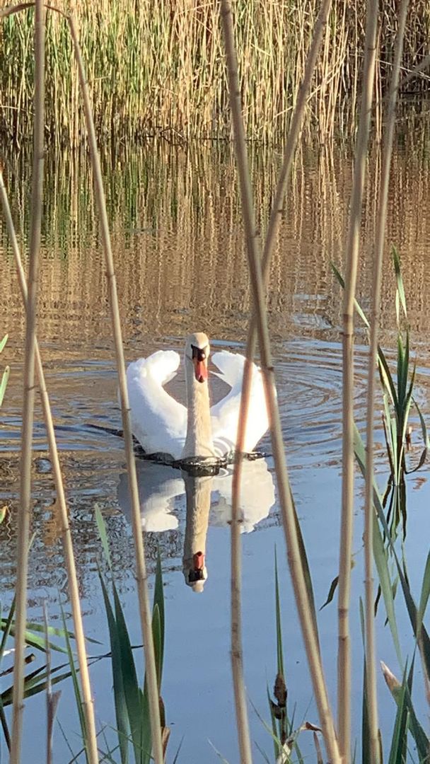 Teren 2000 mp de vânzare – Comana, deschidere la lac, aproape de Parcu - Poză 11