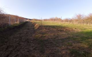 Teren Viisoara 27 ari - Poză 5