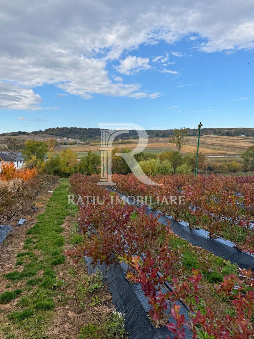 Afacere agricolă la cheie | Plantație afine | Solarii | 18.800 mp - Poză 6