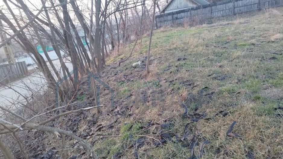 Vanzare teren - zona Ciurea, spre Piciorul Lupului. - Poză 2