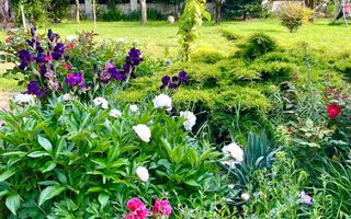 Casa individuala cu pozitie centrala, teren 1140 mp - Sanmihaiu Roman - Poză 18