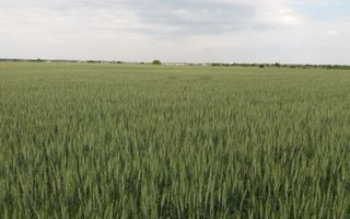 Teren Buftea cu iesire la lac - Poză 8