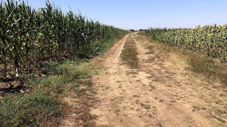 Moara Vlasiei - langa Padurea Biglaru, 11.884 mp, deschidere 40 ml - Poză 8