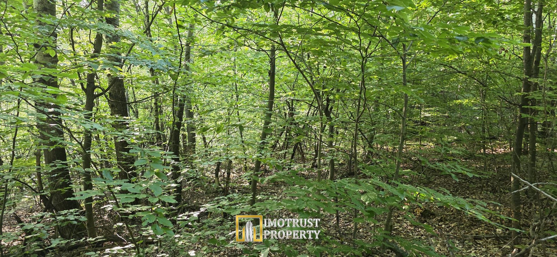 Pădure și pășune de vânzare 8,2037 ha Borod, Bihor - Poză 7