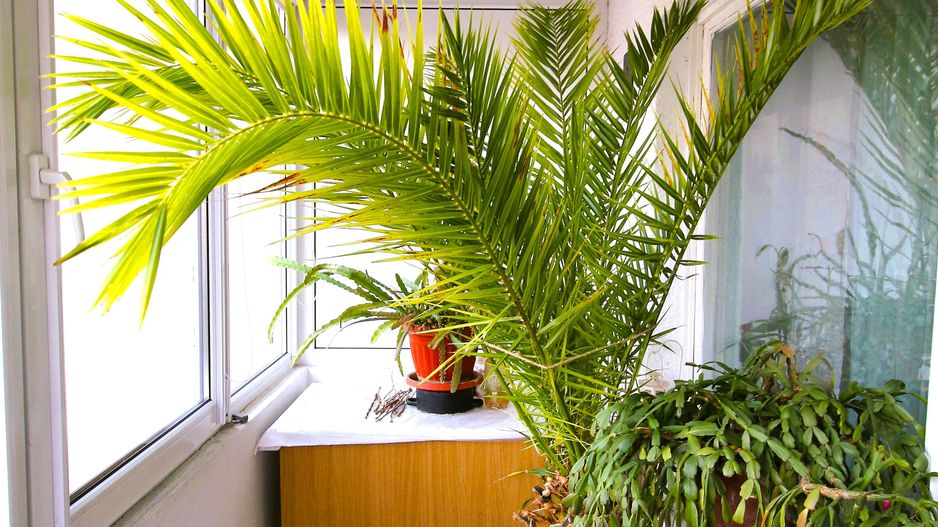 Reprezentare Exclusivă, Zona Ciucaș, 2 camere decomandate cu 2 balcoane - Poză 8