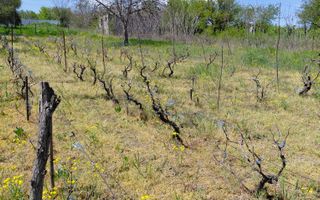 Teren intravilan 3.250 mp în Filești – Ideal pentru casă sau investiție! - Poză 23