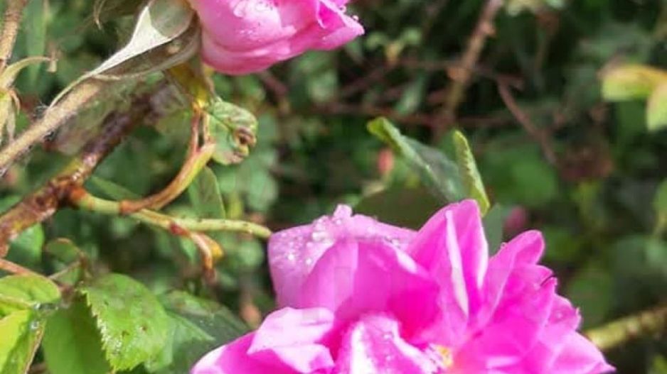 TEREN CU PLANTAȚIE DE TRANDAFIRI ,,ROSA DAMASCENA,\ \CARANSEBEȘ\JUD.CS - Poză 12