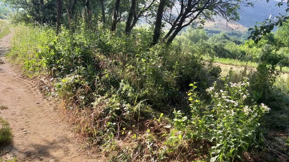 Teren Sasca Română-1079 mp - Poză 6