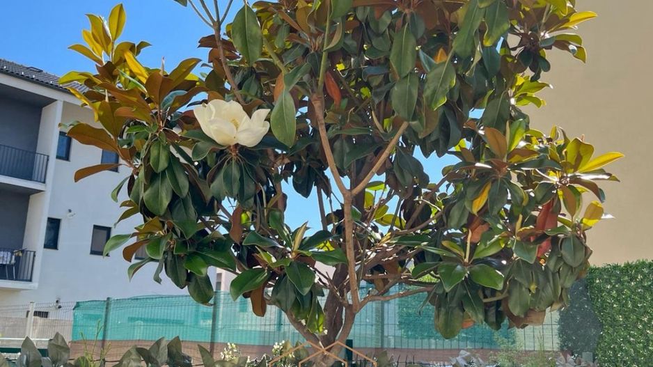 Dumbravita 2 Camere | 50mp Utili 50mp Terasa | 2 locuri de parcare - Poză 19