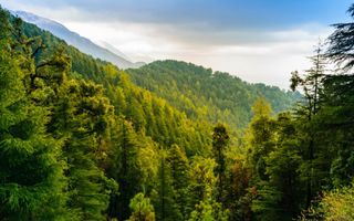 530 Ha pentru Reîmpădurire – Investiția Verde a Deceniului! - Poză 1