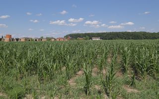 Corbeanca - Sat Petresti - Str. Codrului, 26.650 mp. teren intravilan - Poză 5